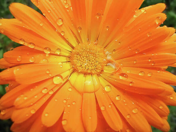 Daisy Art Print featuring the photograph Raindrops on Orange Daisy Flower by Jennie Marie Schell