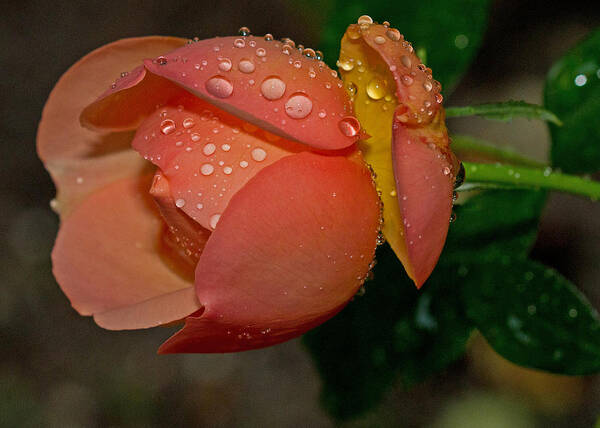 Rose Art Print featuring the photograph Raindrops on Roses by Farol Tomson