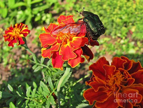 Cetonia Aurata Art Print featuring the photograph Ready For a Flight_2 by Halyna Yarova