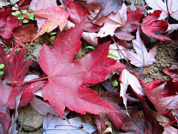 Maple Art Print featuring the photograph Red and Green of Fall by Cynthia Clark