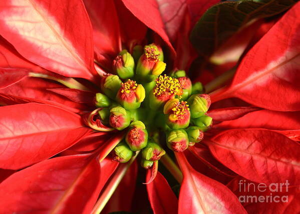 Macro Art Print featuring the photograph Red and White Poinsettia Flower by Catherine Sherman