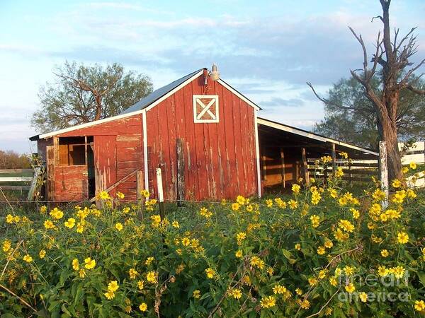 Red Barn Art Print featuring the photograph Red Barn With Wild Sunflowers by Susan Williams