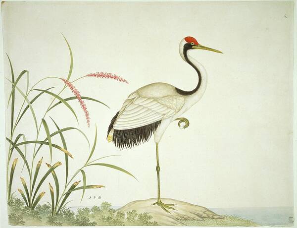 Illustration Art Print featuring the photograph Red Crowned Crane by Natural History Museum, London/science Photo Library