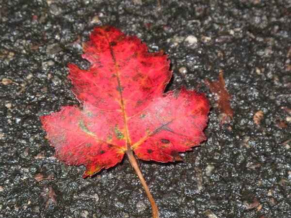 Leaves Art Print featuring the photograph Red Leaf on Pavement by Barbara McDevitt