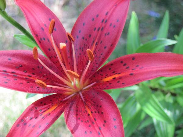 Red Lily Art Print featuring the photograph Red Tiger Lily Close-Up 6 by Doug Morgan