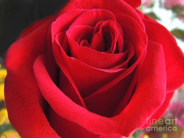 Red Rose Art Print featuring the photograph Red Velvet by Kristine Widney