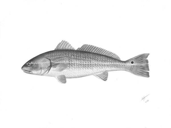 Fish Art Print featuring the drawing Redfish - Scientific by Hayden Hammond