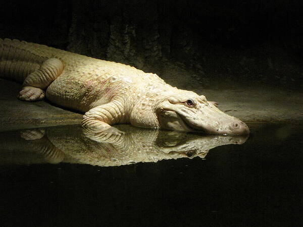 Alligator Art Print featuring the photograph Reflection by Beth Vincent