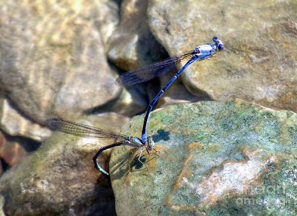 Blue Dragonflies Art Print featuring the photograph Refueling Dragonflies by Peggy Franz