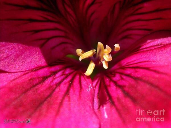 Regal Geranium Art Print featuring the photograph Regal Geranium named Elegance Burgundy by J McCombie