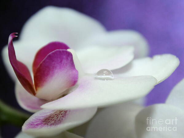 Orchid Art Print featuring the photograph Relax by Krissy Katsimbras