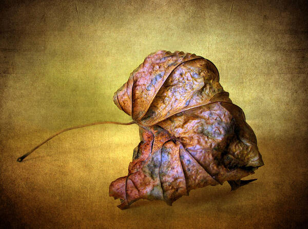 Leaf Art Print featuring the photograph Remains of the Day by Jessica Jenney