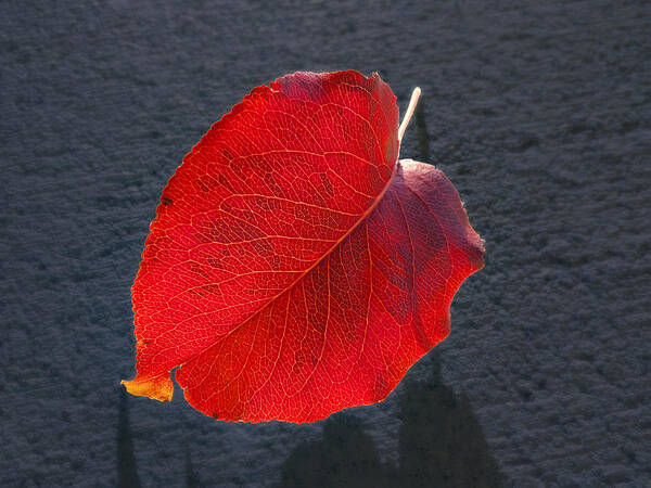 Leaf Art Print featuring the photograph Remnant by Joe Ownbey