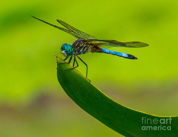 Animals Art Print featuring the photograph Resting Dragonfly by Nick Zelinsky Jr