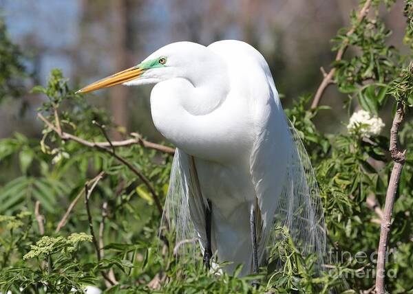 Egret Art Print featuring the photograph Resting Great Egret by Carol Groenen