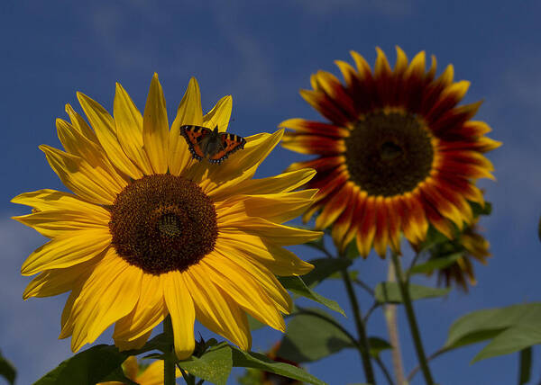 Summer Art Print featuring the photograph Resting by Shirley Mitchell