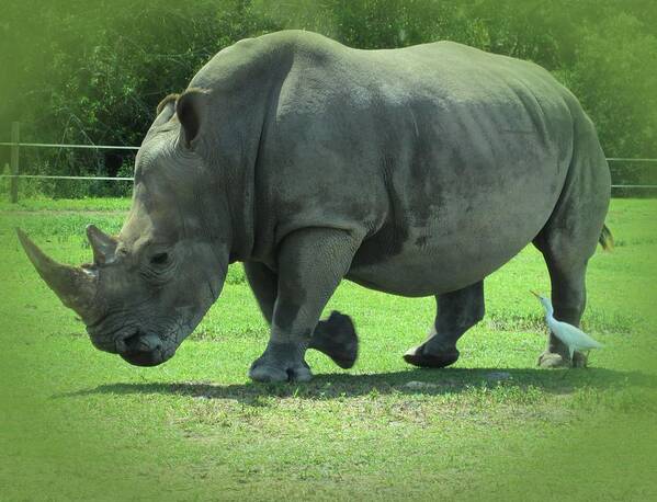 Rhino Art Print featuring the photograph Rhino and Friend by MTBobbins Photography