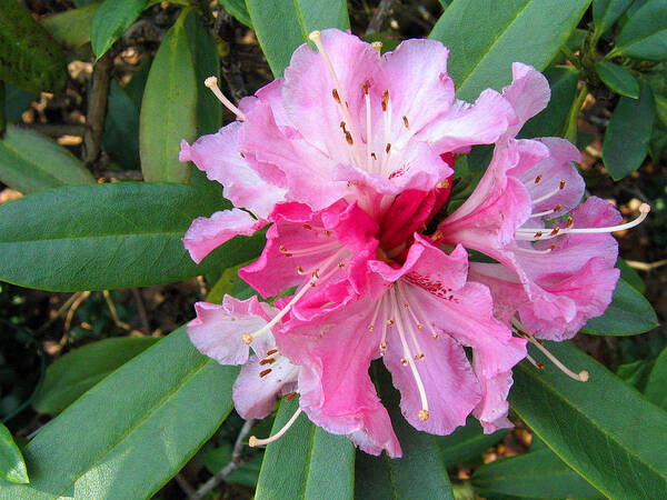 Rhododendron Art Print featuring the photograph Rhododendron 3 by Helene U Taylor