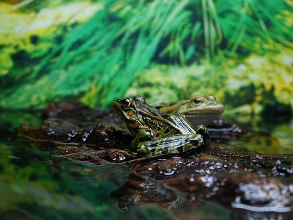 Frog Art Print featuring the photograph Ribbit by Richard Reeve