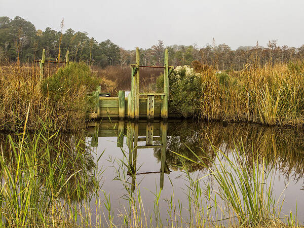 Historic Rice Fields Art Print featuring the photograph Rice Field Trunks in the Fall by Sandra Anderson