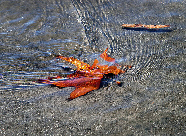 Leaf Art Print featuring the photograph Rippling Amber by Joe Schofield
