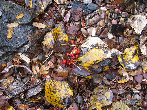 Rocks Art Print featuring the photograph Rocks and Berries by Leone Lund