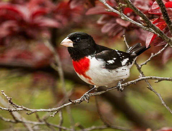 Rose-breasted Grosbeak Art Print featuring the photograph Rose- Breasted Grosbeak 1 by Lara Ellis