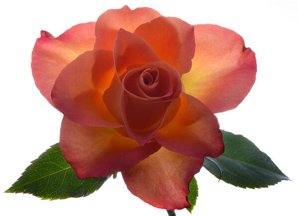 Rose Art Print featuring the photograph Rose Illumination. by Terence Davis