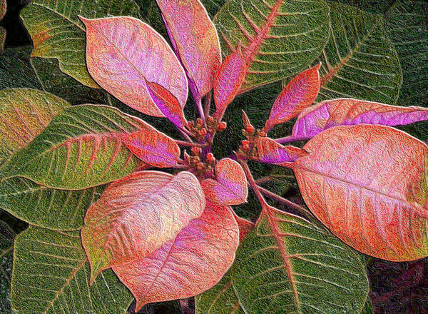 Poinsettia Art Print featuring the photograph Rosie Pink Poinsettia by Rosalie Scanlon