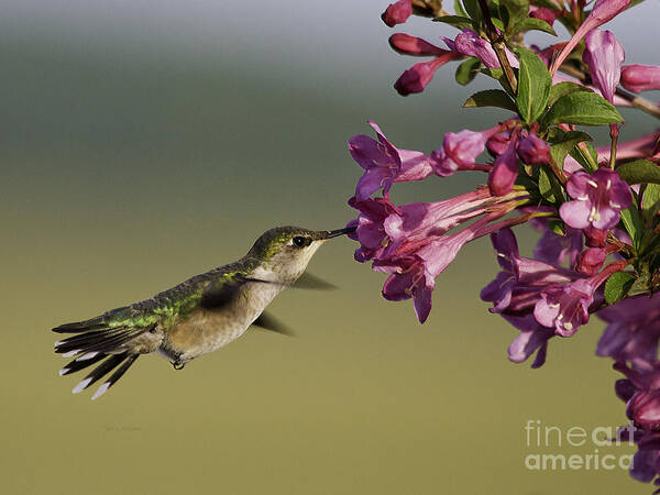 Humming Bird Art Print featuring the photograph Ruby in Pink by Jan Killian