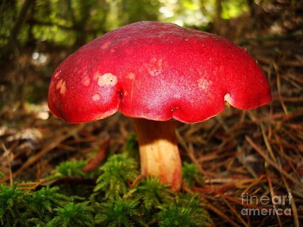 Moss Art Print featuring the photograph Ruby Red Mushroom by Sharon Woerner