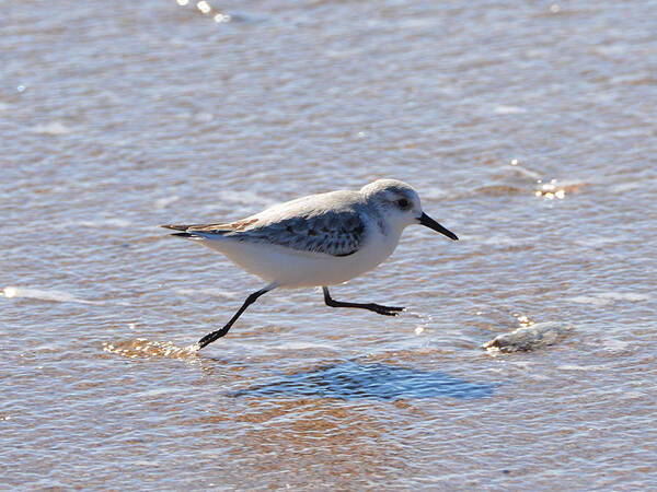 Bird Art Print featuring the photograph Outer Banks OBX #14 by Buddy Morrison