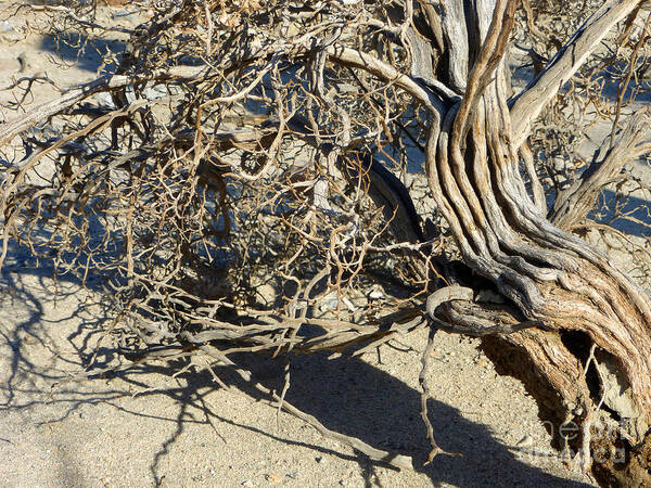  San Andreas Fault Art Print featuring the photograph S A F Palm Springs Six by Tina M Wenger