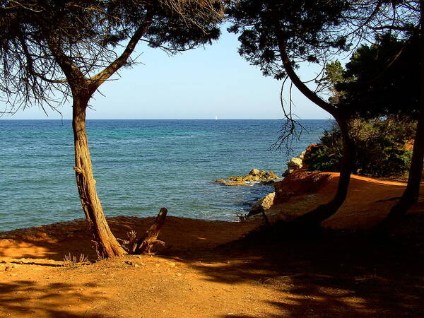 Trees Art Print featuring the photograph Sailing in Solitude by Steve Kearns