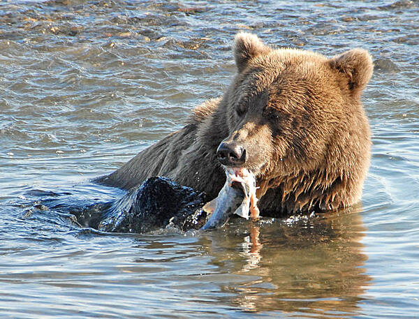 Bears Art Print featuring the photograph Dining on Salmon  by Dyle  Warren