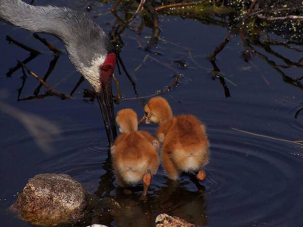 Crane Art Print featuring the photograph SandHill Crane feeding chicks in water by Christopher Mercer