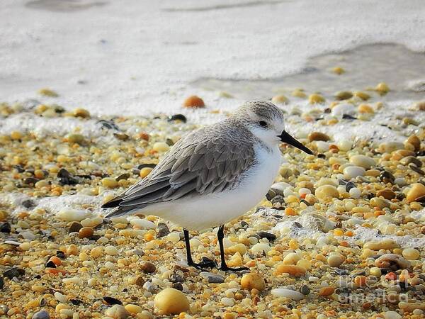 Sandpiper Art Print featuring the photograph Sandpiper by Sharon Woerner