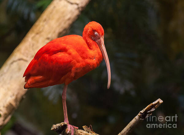 Scarlet Art Print featuring the photograph Scarlet Ibis by Bianca Nadeau