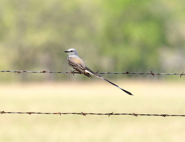 Flycatcher Art Print featuring the photograph Scissor-tailed Flycatcher by Frank Madia