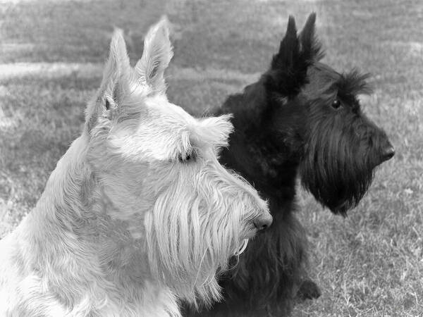 Scottish Terrier Art Print featuring the photograph Scottish Terrier Dogs Black and White by Jennie Marie Schell