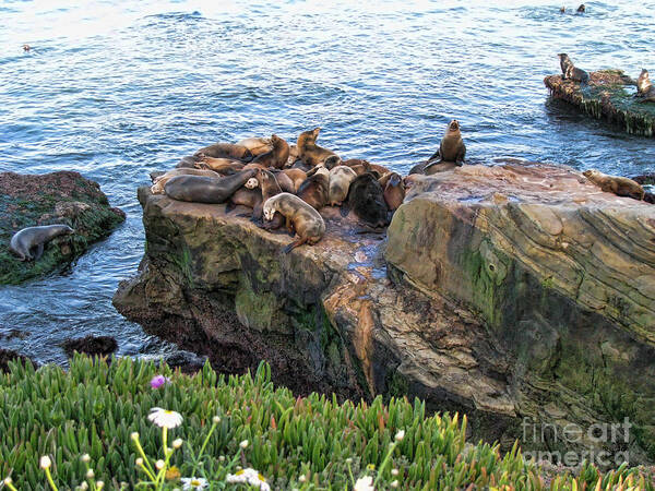 Seal Art Print featuring the photograph Seals And Pups by Peter Awax