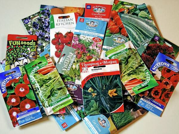 Seeds Art Print featuring the photograph Seed Packets by Ian Gowland/science Photo Library