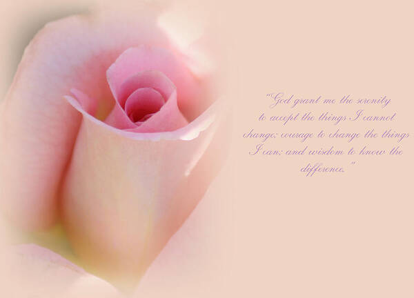 Roses Art Print featuring the photograph Serenity Prayer by The Art Of Marilyn Ridoutt-Greene