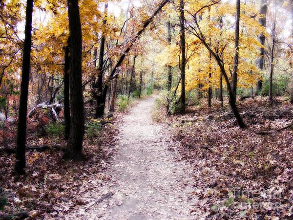 Trails Art Print featuring the photograph Serenity Walk in the Woods by Peggy Franz
