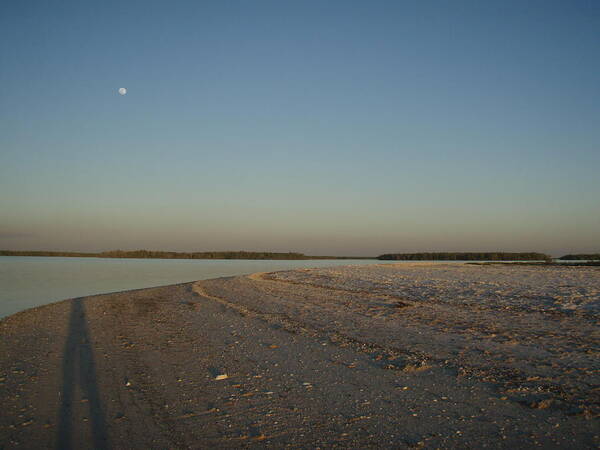 Everglades Art Print featuring the photograph Shadow Moon by Robert Nickologianis