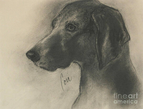 Weimaraner Art Print featuring the drawing Shadowed Intrigue by Cori Solomon