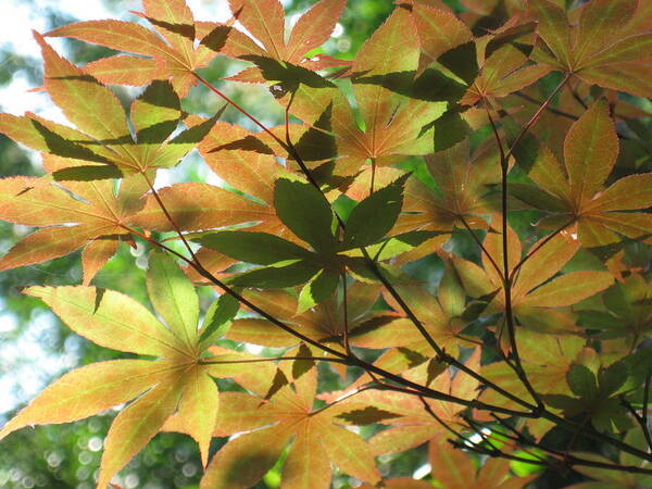 Shading Art Print featuring the photograph Shadows of Maple by Ron Monsour