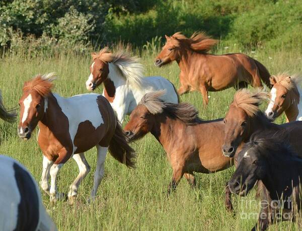 Horses Art Print featuring the photograph She Has Carrots by Amy Porter