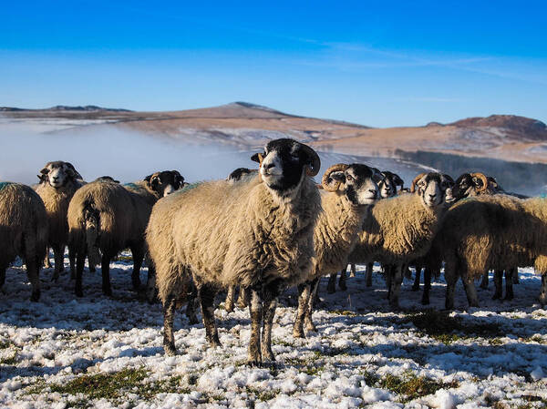 Sheep Lamb Lancashire Hills Lancaster Snow Ram Rams Grass Sky Blue Farm Farmer Baa Wool Cloud Fog Art Print featuring the photograph Sheep by Christopher Mercer