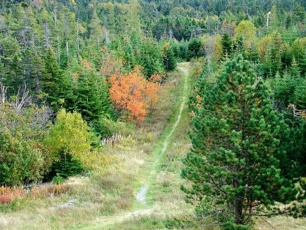 Trail Art Print featuring the photograph Short Hike by Zinvolle Art